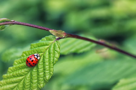selective focus photography of black and red ladybug on green leaf during daytime thumbnail