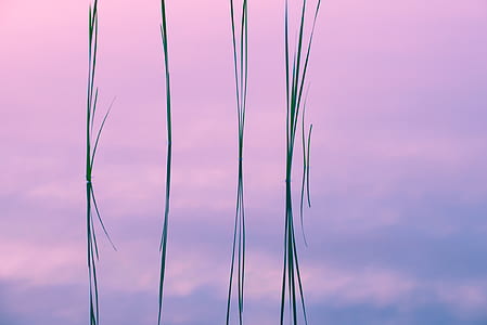 three green plants in water thumbnail