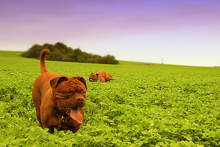 two adult tan French mastiffs on grass field thumbnail