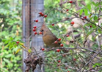 bird perched on green leafed plant thumbnail
