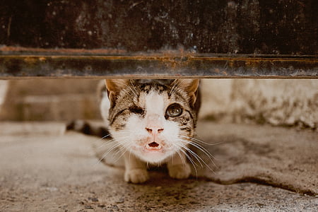 brown and white tabby cat under brown wooden board thumbnail