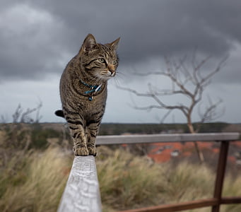 silver tabby cat walking on gray wooden plank thumbnail