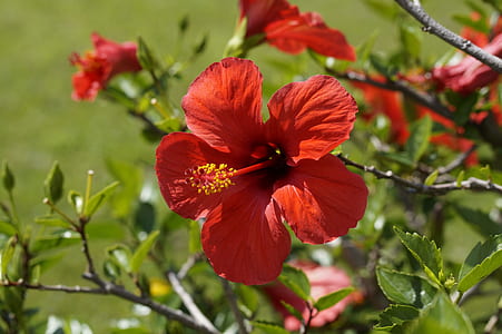macro photography of red Hibiscus flower thumbnail
