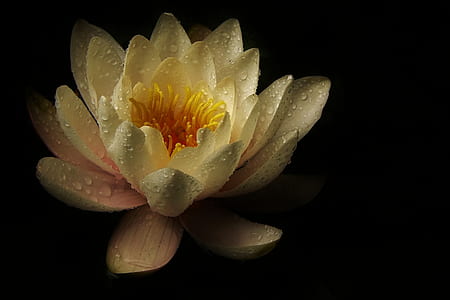 white and yellow lotus flower with water dew digital wallpaper thumbnail