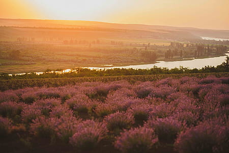 Landscape Photo of Trees Near Body of Water thumbnail