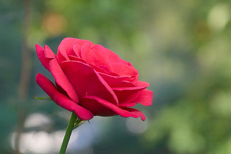 selective focus photo of red rose thumbnail