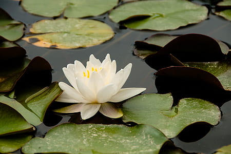 white lotus flower on water thumbnail