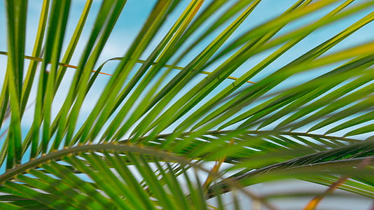macro photography of green leaf thumbnail