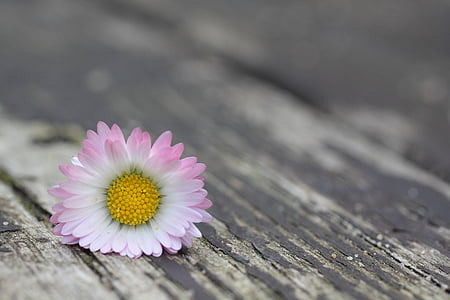 selective focus photography of pink and white daisy flowers thumbnail