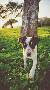 white, brown, and black dog walking through green plants thumbnail