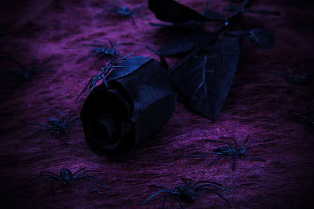 black rose in purple surface thumbnail