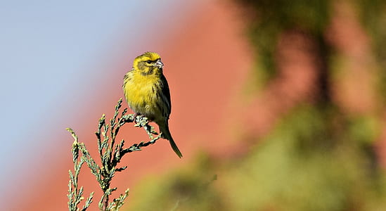 yellow bird standing on green plant thumbnail