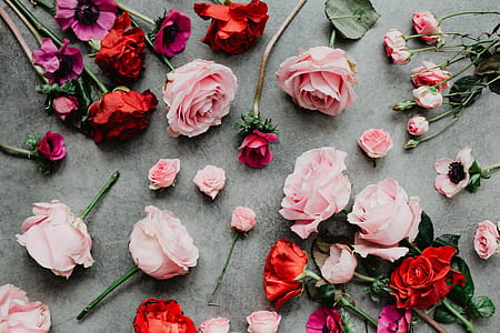 Composition of flowers thumbnail