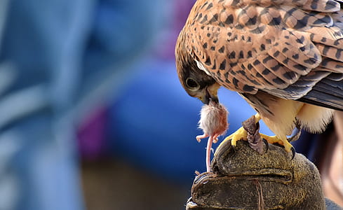 selective focus photography of falcon biting white mice thumbnail