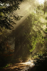 sunlight and green leafed trees thumbnail