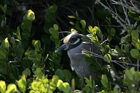 Yellow Crowned Night Heron, Wildlife thumbnail