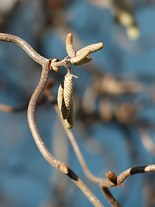 Corkscrew Hazel, C Avellana Contorta thumbnail