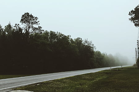 empty road between trees thumbnail