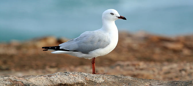selective focus photography of red-billed gull thumbnail