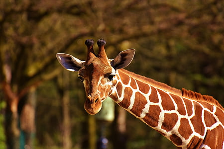 photo of giraffe at daytime thumbnail