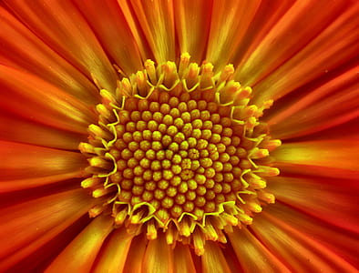 macro photography of yellow and red daisy thumbnail