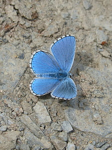 close up photo of common blue butterfly on brown soil thumbnail