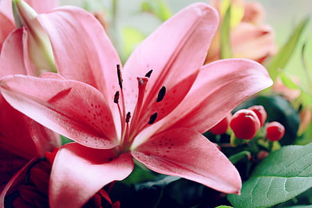 selective focus photo of pink lily in bloom thumbnail