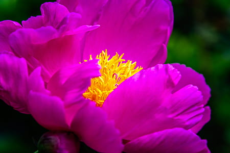 pink peony flowers thumbnail