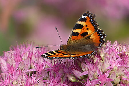 selective focus photography of orange moth thumbnail