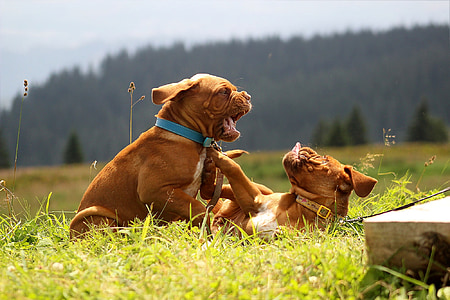 two French mastiff puppies playing on grass field thumbnail