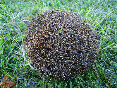 Third Showing A Hedgehog, Prickly Animal thumbnail