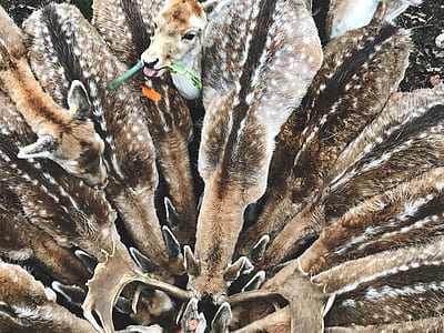 top view photography of herd of deer thumbnail