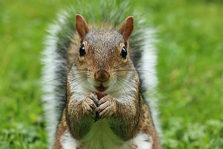 closeup photography of squirrel thumbnail