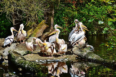 flock of gray pelicans on gray rock thumbnail