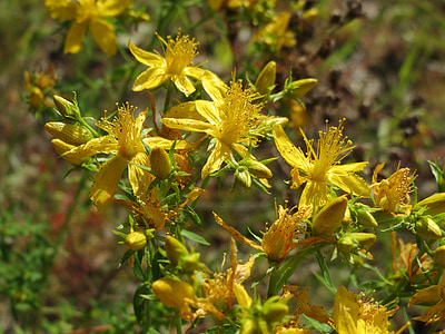 yellow flowers thumbnail