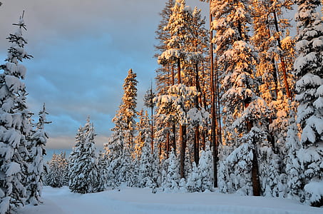 snow covered pine trees during daytime thumbnail