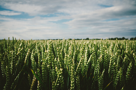 Wheat thumbnail