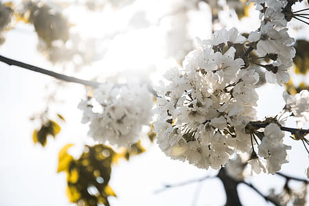 white petaled flowers close-up photography thumbnail