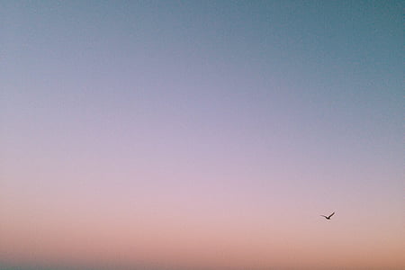 photo of bird flying under blue sky at noontime thumbnail