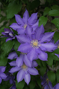 purple petaled flowers thumbnail