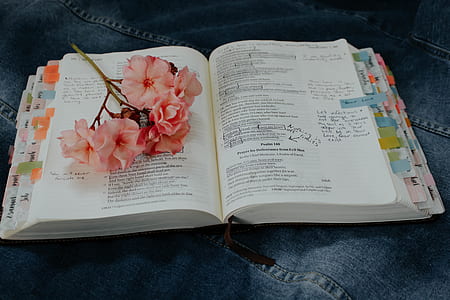 closeup photo of pink flower on book thumbnail