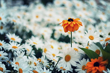 shallow focus orange daisy thumbnail