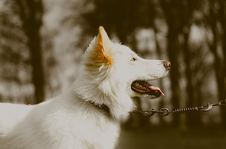 white Shepherd dog thumbnail
