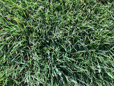 closeup photo of green grasses thumbnail
