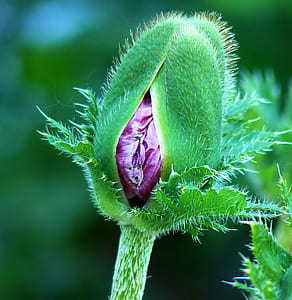 purple poppy flower bud in macro photography thumbnail