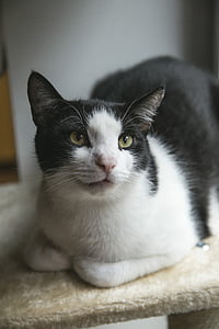 selective focus photography of black and white cat thumbnail