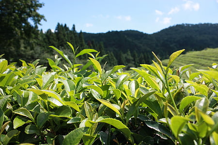 photo of green leafed plants thumbnail