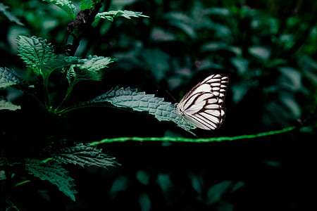 forest, plant, insect, butterfly thumbnail
