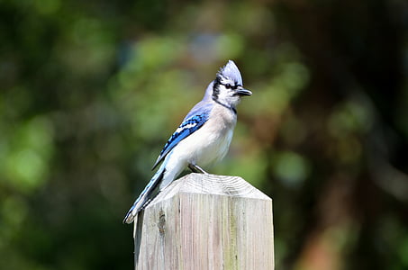 selective focus photography of white, blue, and black bird on wooden post thumbnail
