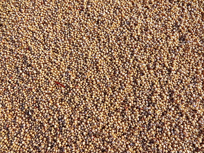 brown nuts thumbnail